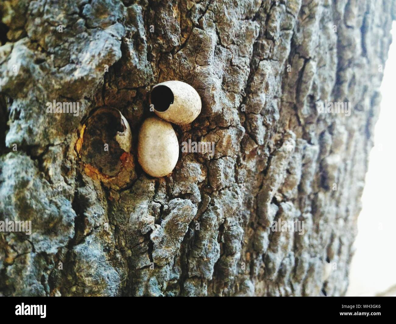 Insect eggs hires stock photography and images Alamy