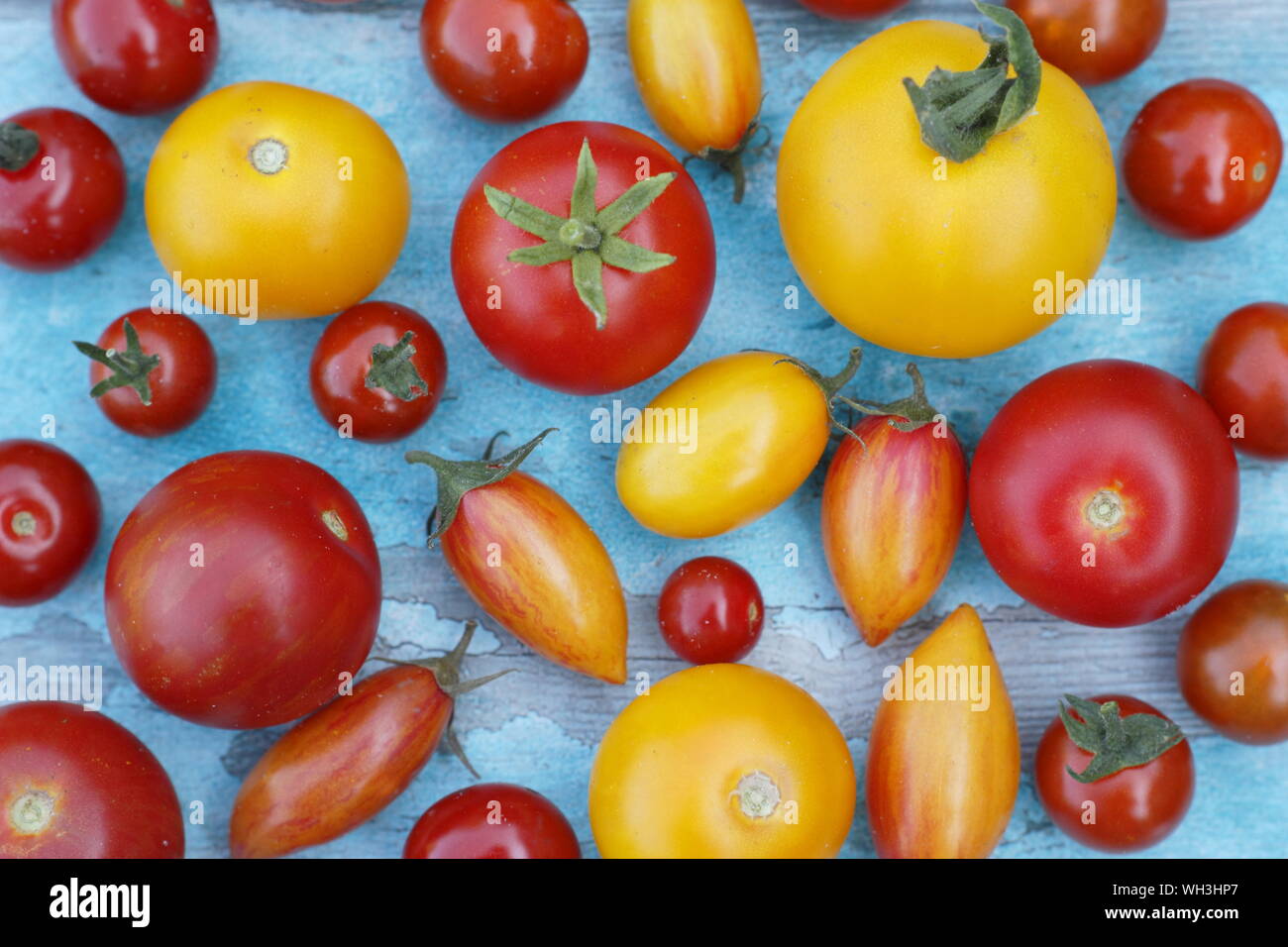 Solanum lycopersicum. Tomato varieties including Golden sunrise, Sweet Million and Tumbling Tom Stock Photo