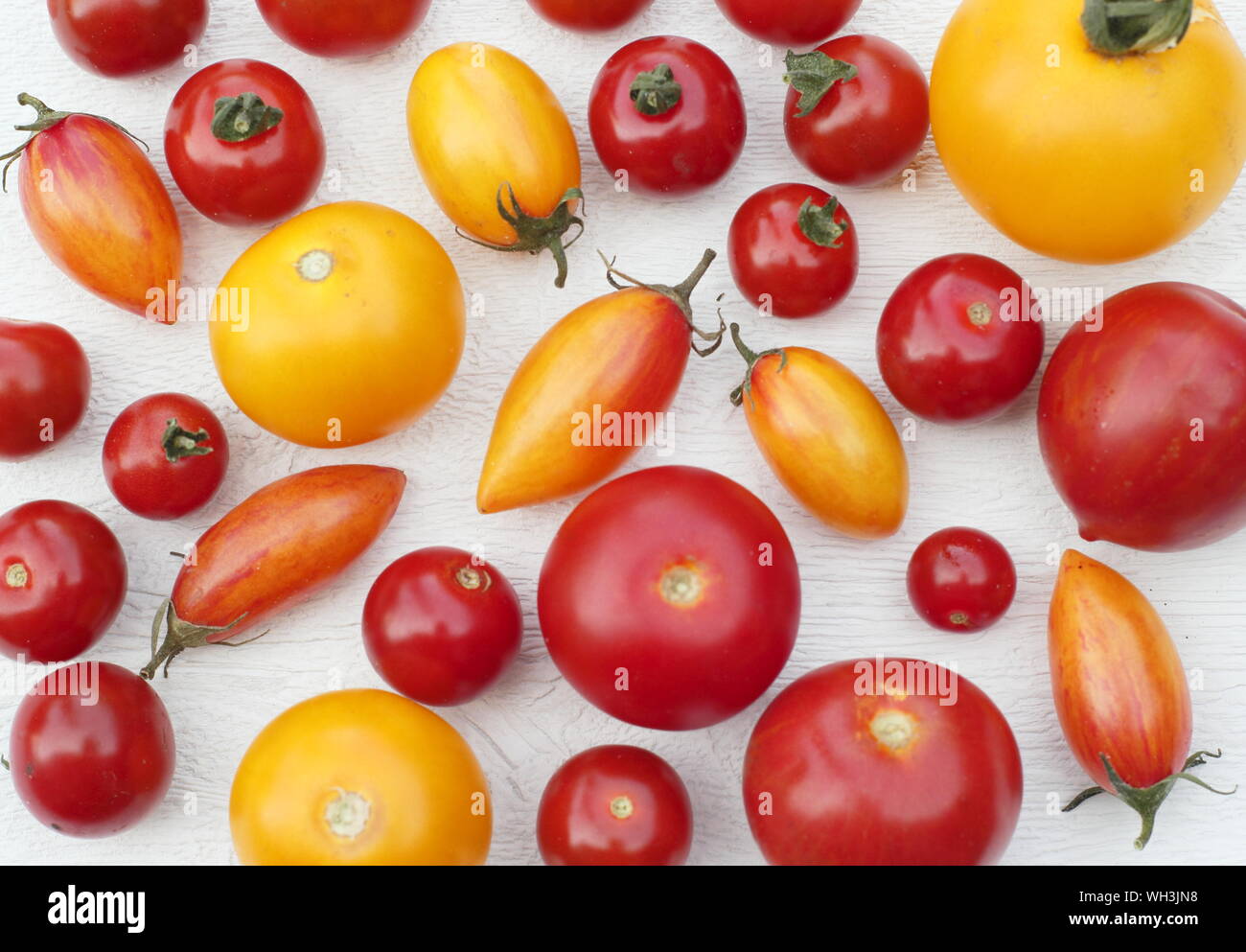 Tomatoes on white background. Solanum lycopersicum. Homegrown tomatoes including Golden sunrise, Sweet Million, Tumbling Tom. Stock Photo