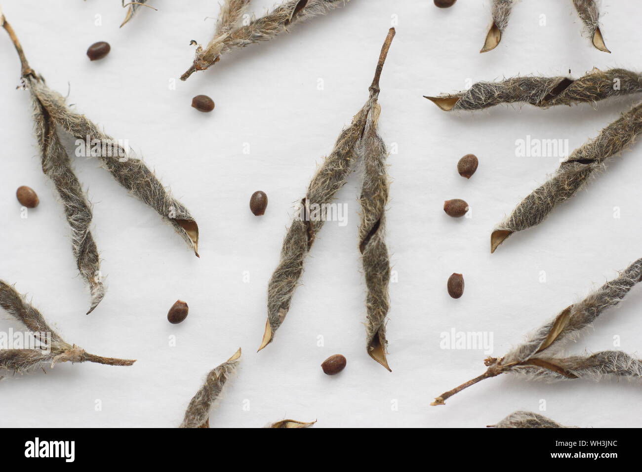 Lupinus. Lupin seeds and seed pods. UK Stock Photo