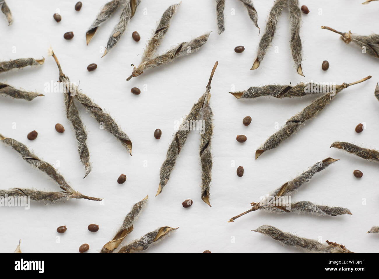 Lupinus. Lupin seeds and seed pods top view form above overhead white background. UK Stock Photo