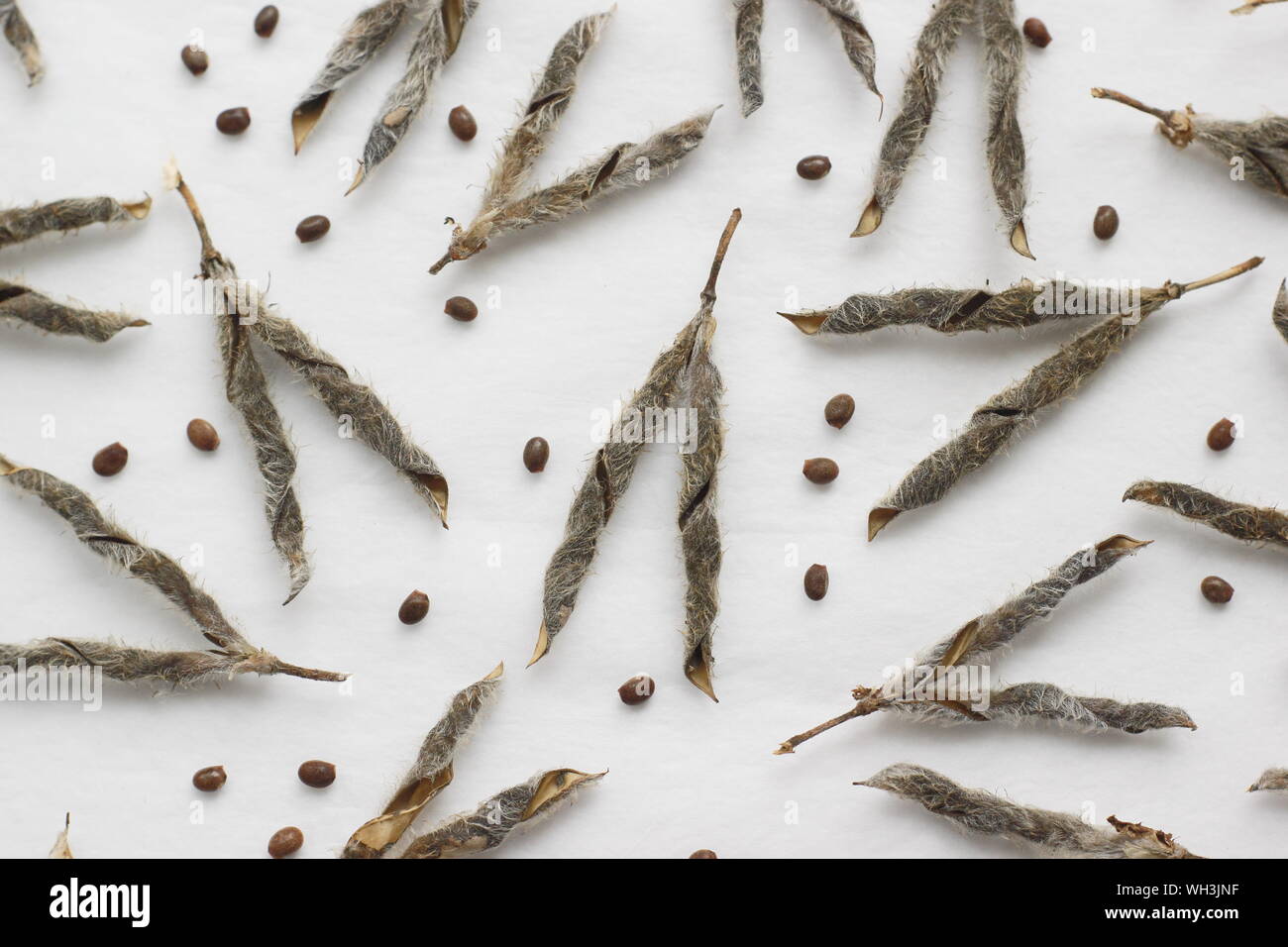 Lupinus. Lupin seeds and seed pods. UK Stock Photo