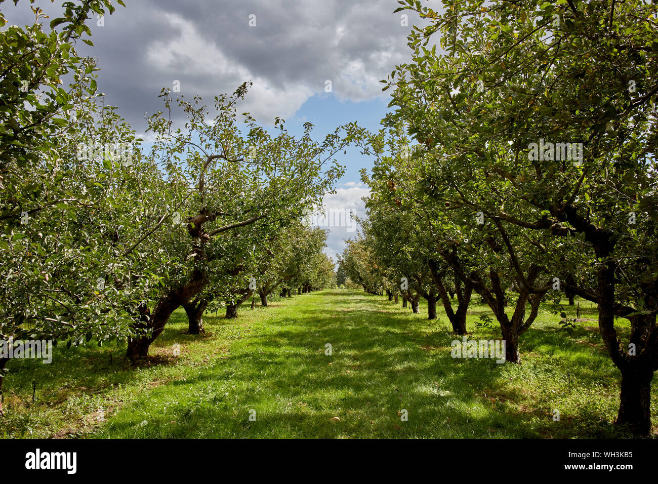Cider apple orchard uk hi-res stock photography and images - Alamy