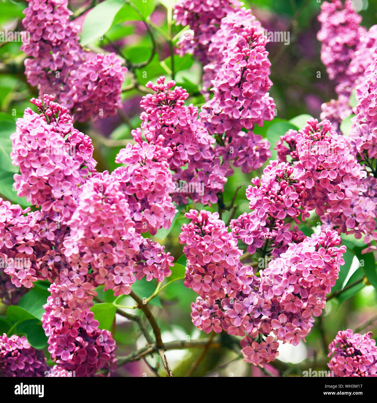Blossoming purple lilac flowers in spring,  front view nature background Stock Photo