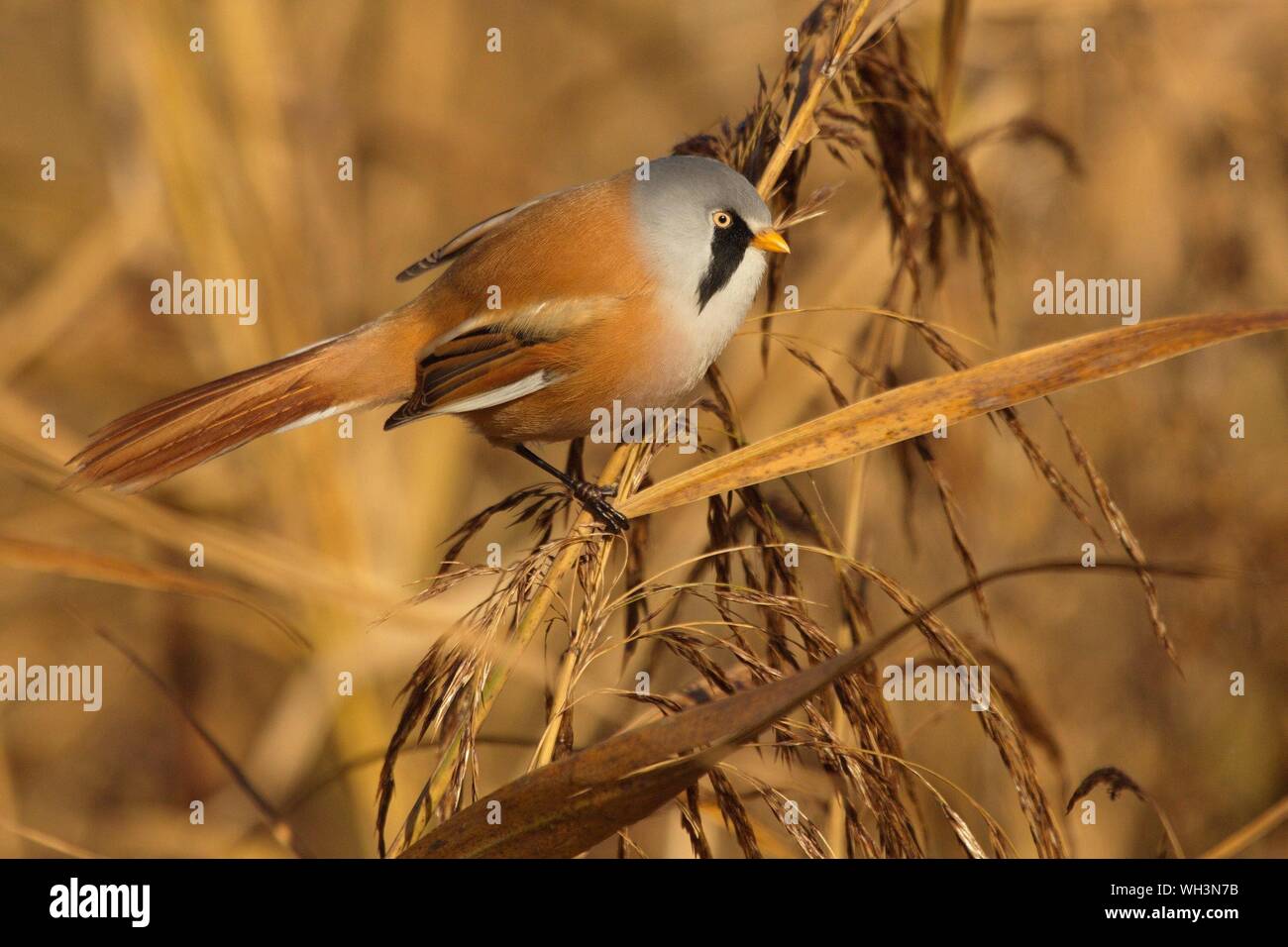 Close-up Of Bearded Reedling Perching Plant Stock Photo