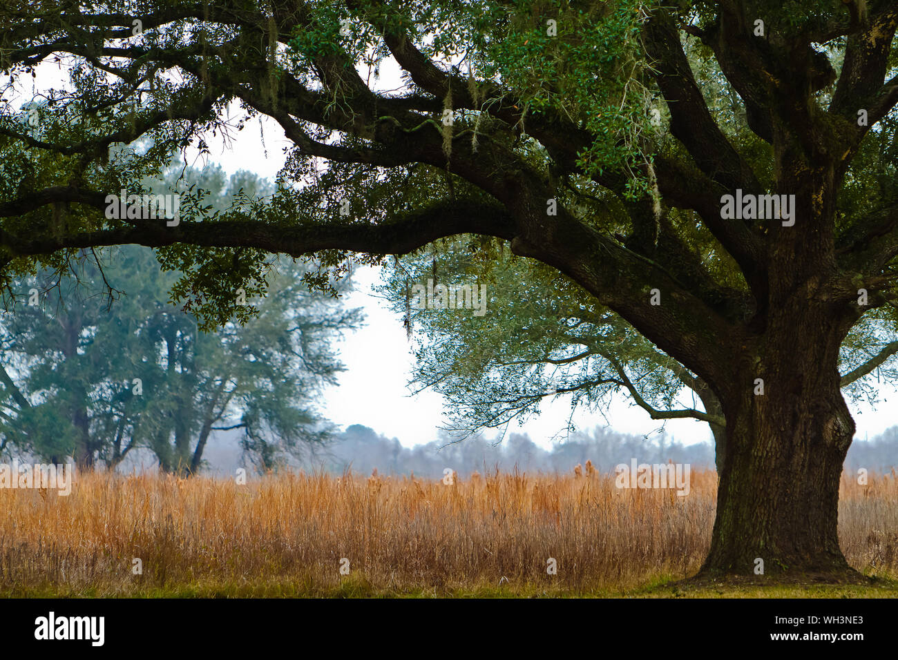 Oak Tree Growing On Field At Brazos Bend State Park Stock Photo