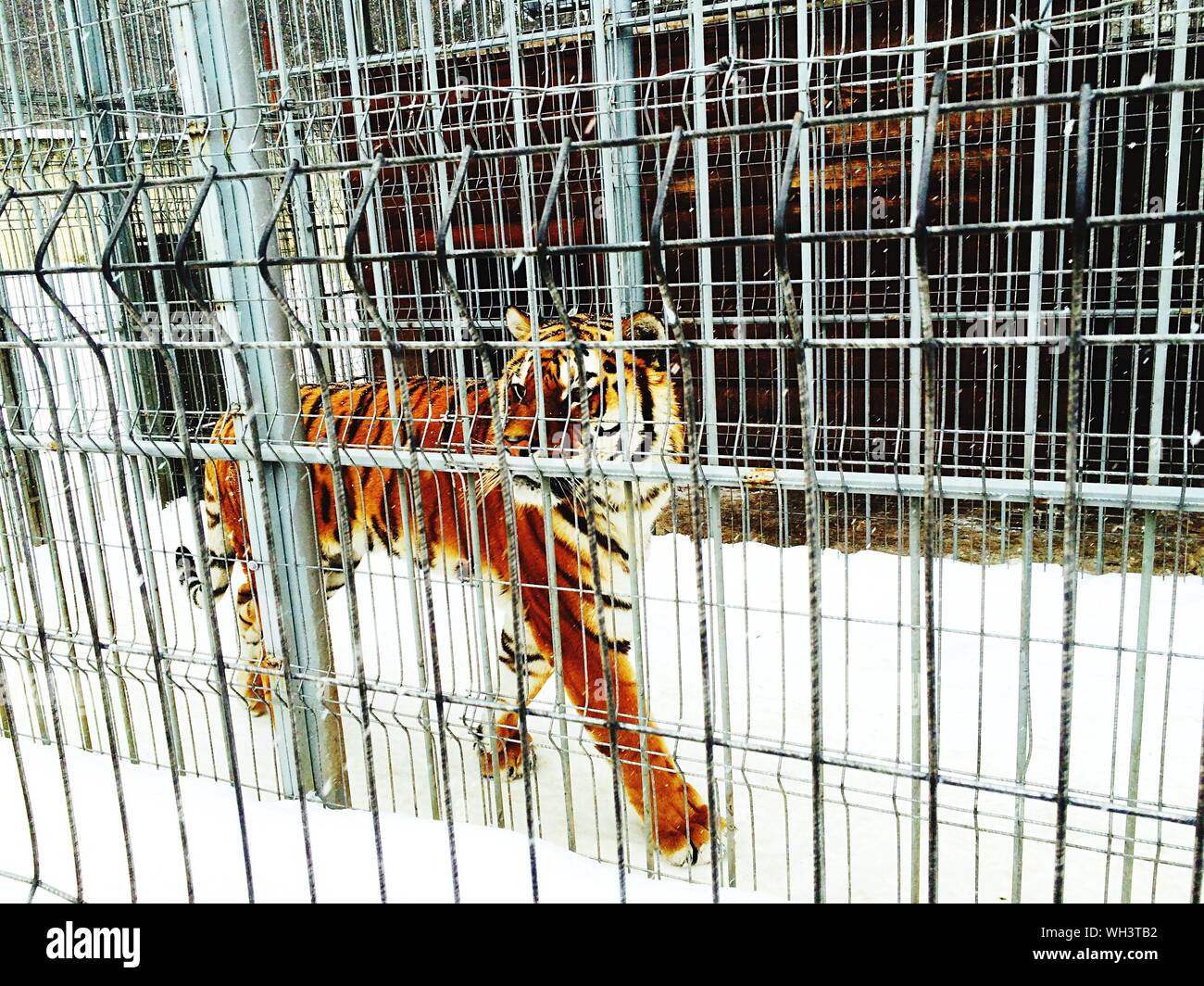 Tiger Cage High Resolution Stock Photography and Images Alamy