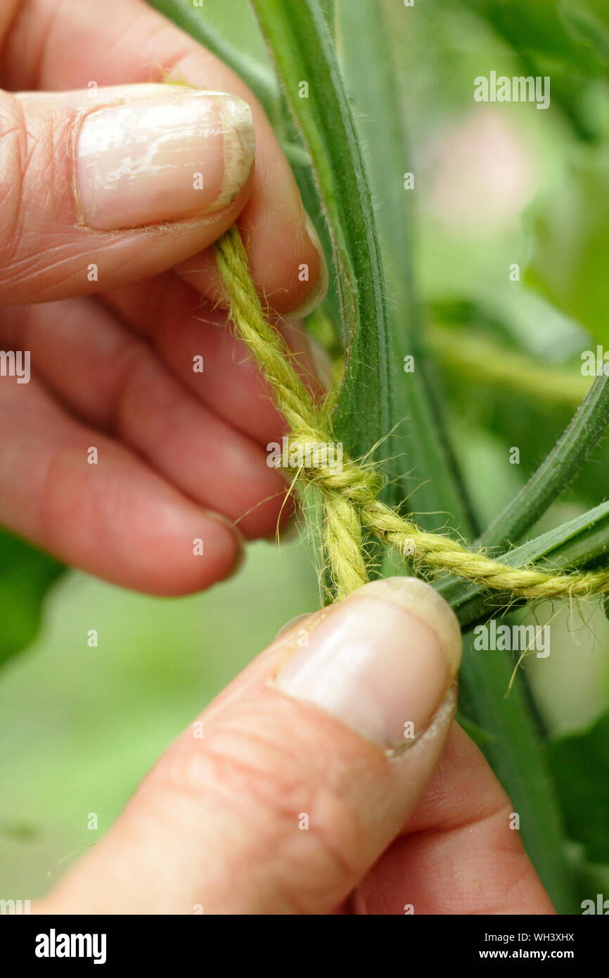 Carefully tying in sweet pea (Lathyrus odoratus) climbing plant with twine Stock Photo