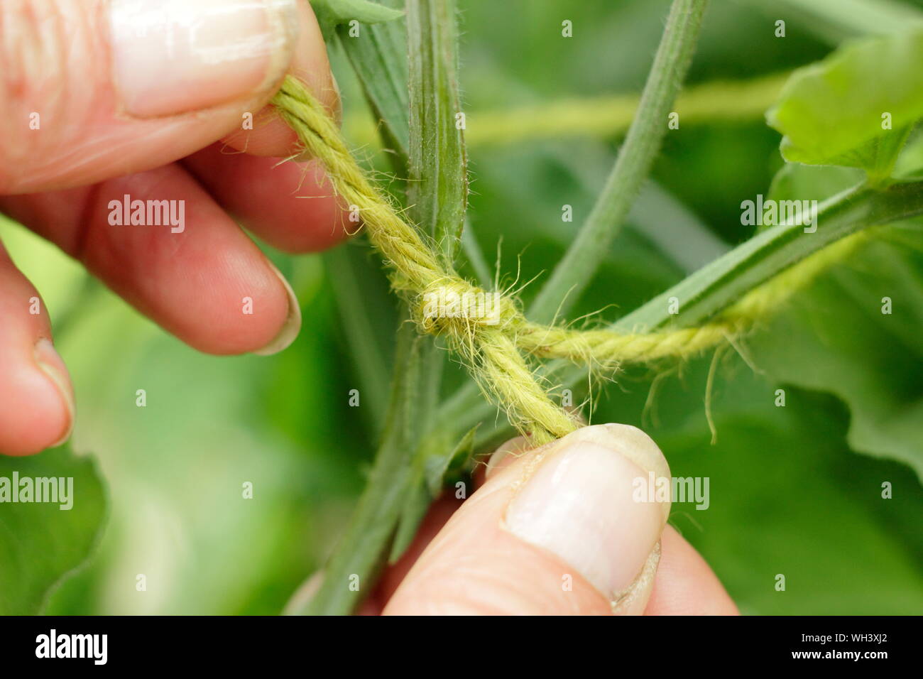 Carefully tying in sweet pea (Lathyrus odoratus) climbing plant with