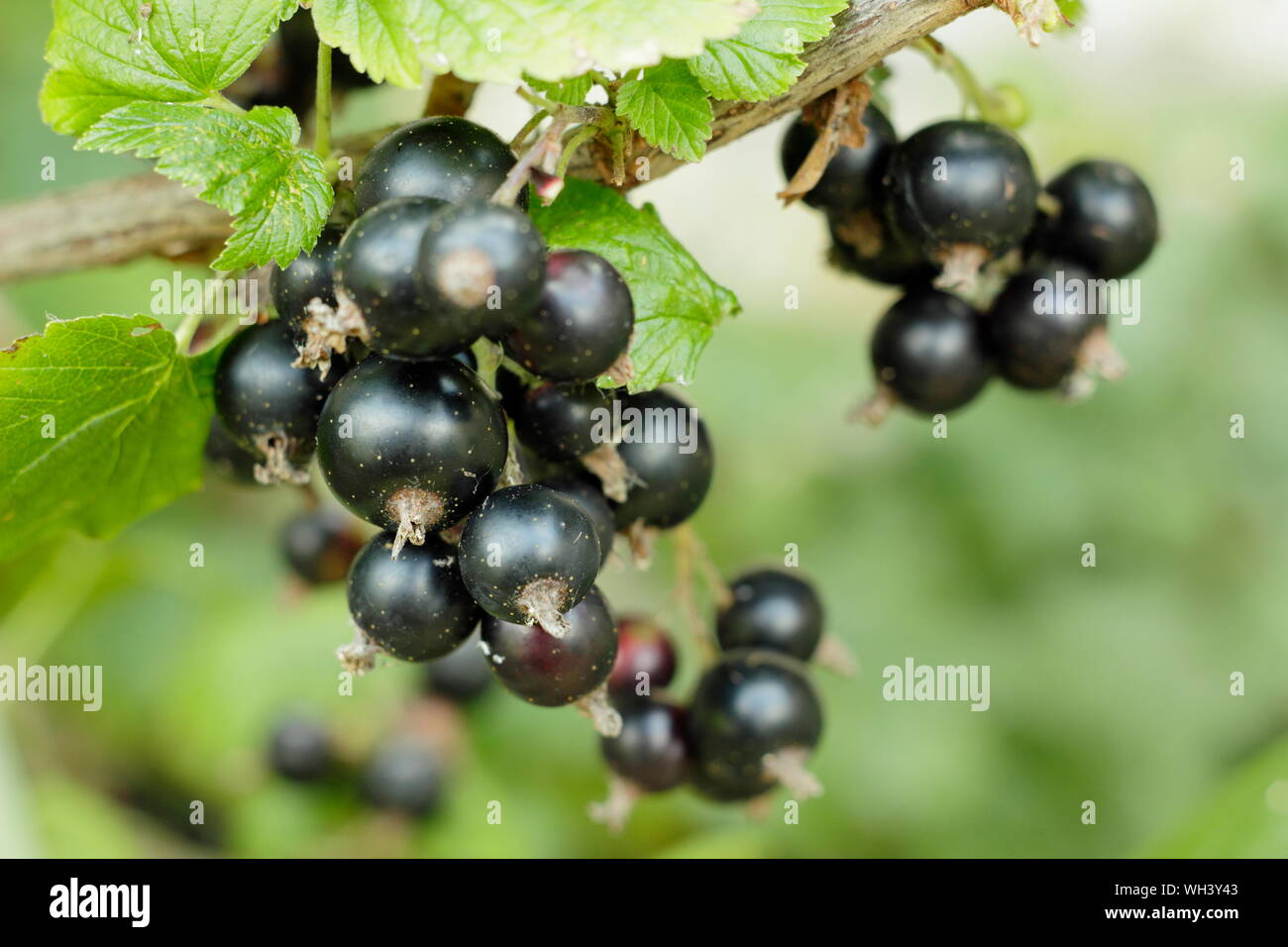 Ribes nigrum. Ripe Blackcurrant 'Big Ben' fruits in July. UK. AGM Stock Photo