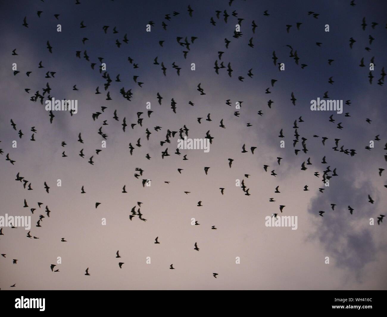 Birds flying in flocks hires stock photography and images Alamy