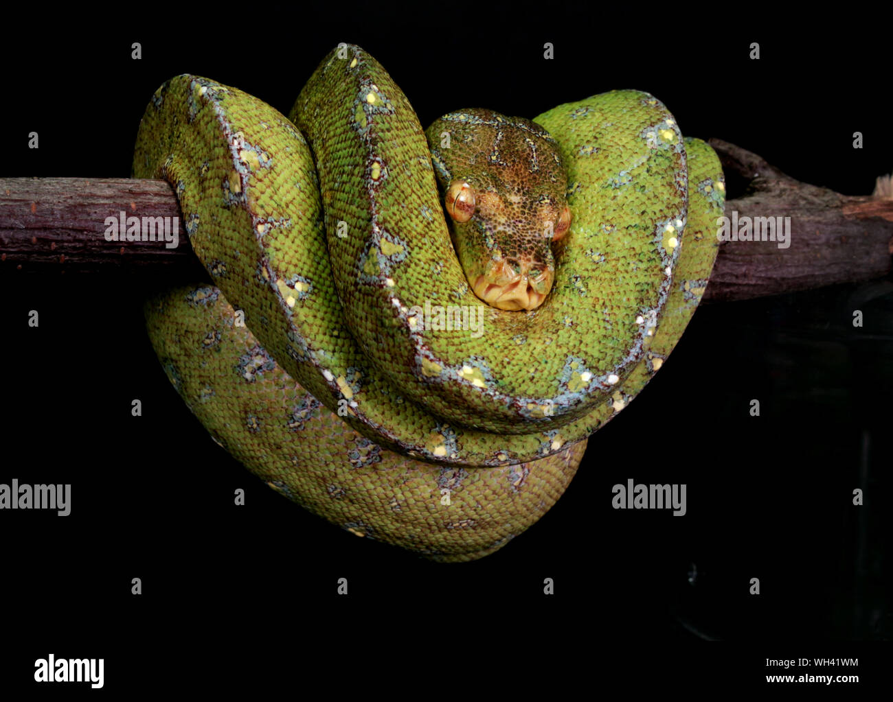 Hanging Snake High Resolution Stock Photography and Images - Alamy