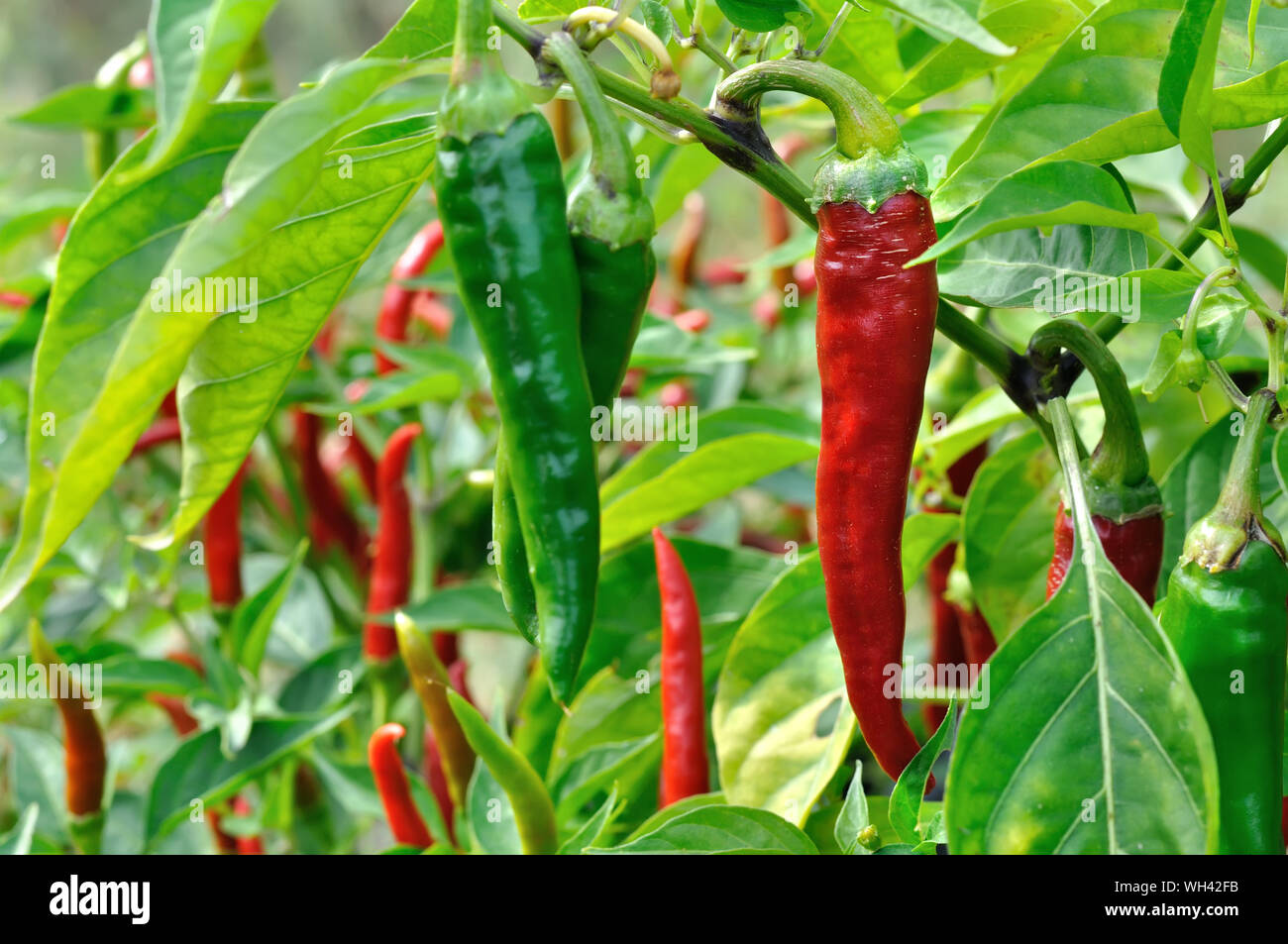 Growing chili peppers hires stock photography and images Alamy