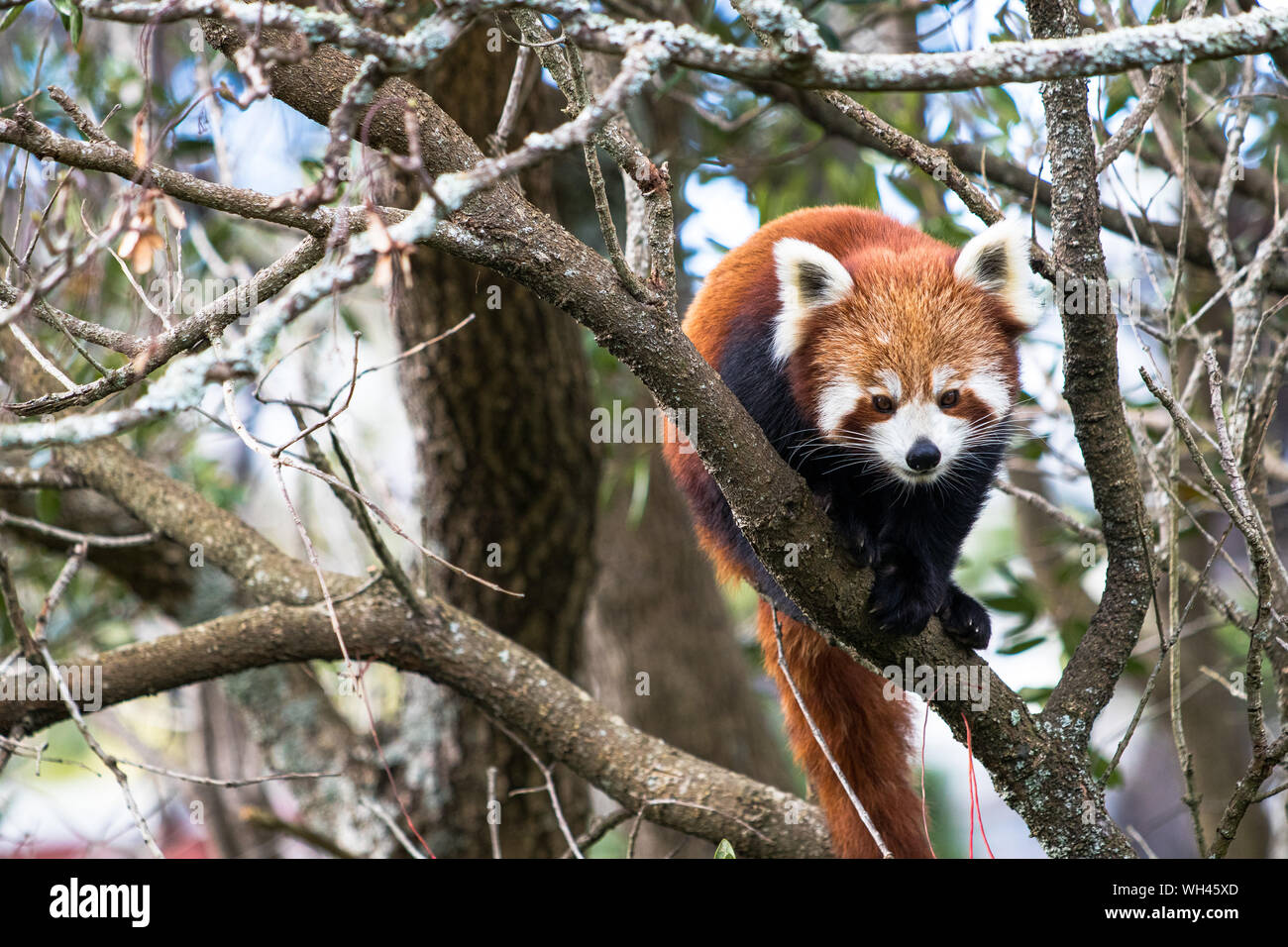 Red panda climbing through hi-res stock photography and images - Alamy