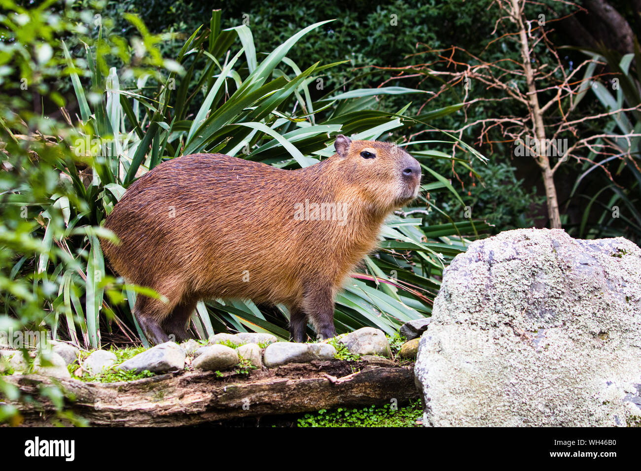 Capybara enjoying the winter sun light in the open Stock Photo - Alamy