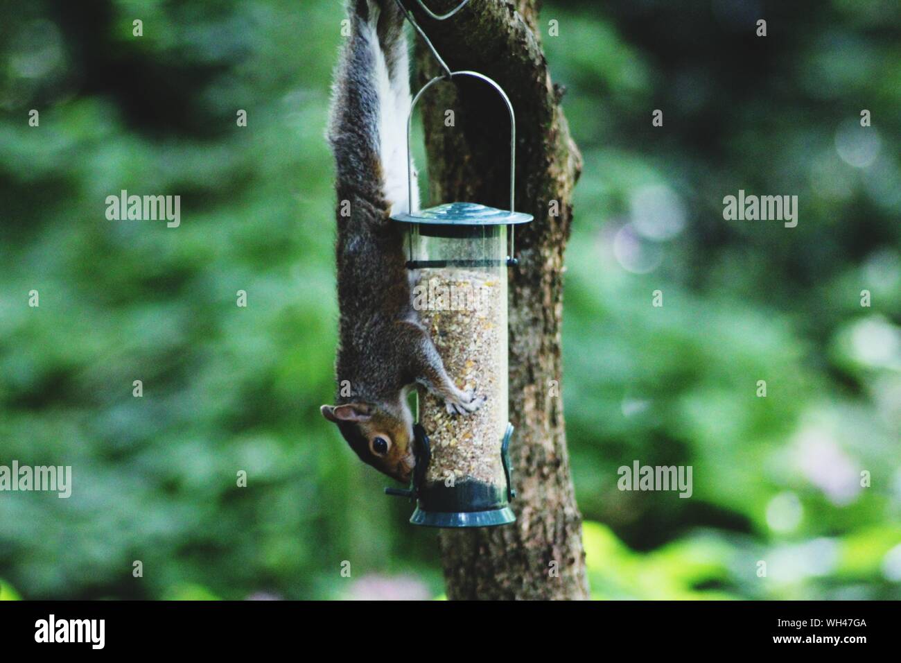 Close Up Of Squirrel On Bird Feeder Against Tree Trunk Stock Photo