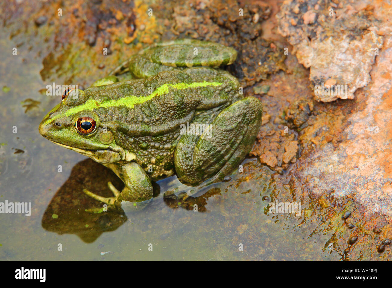 Grenouille commune européenne, prise dans son milieu naturel, une