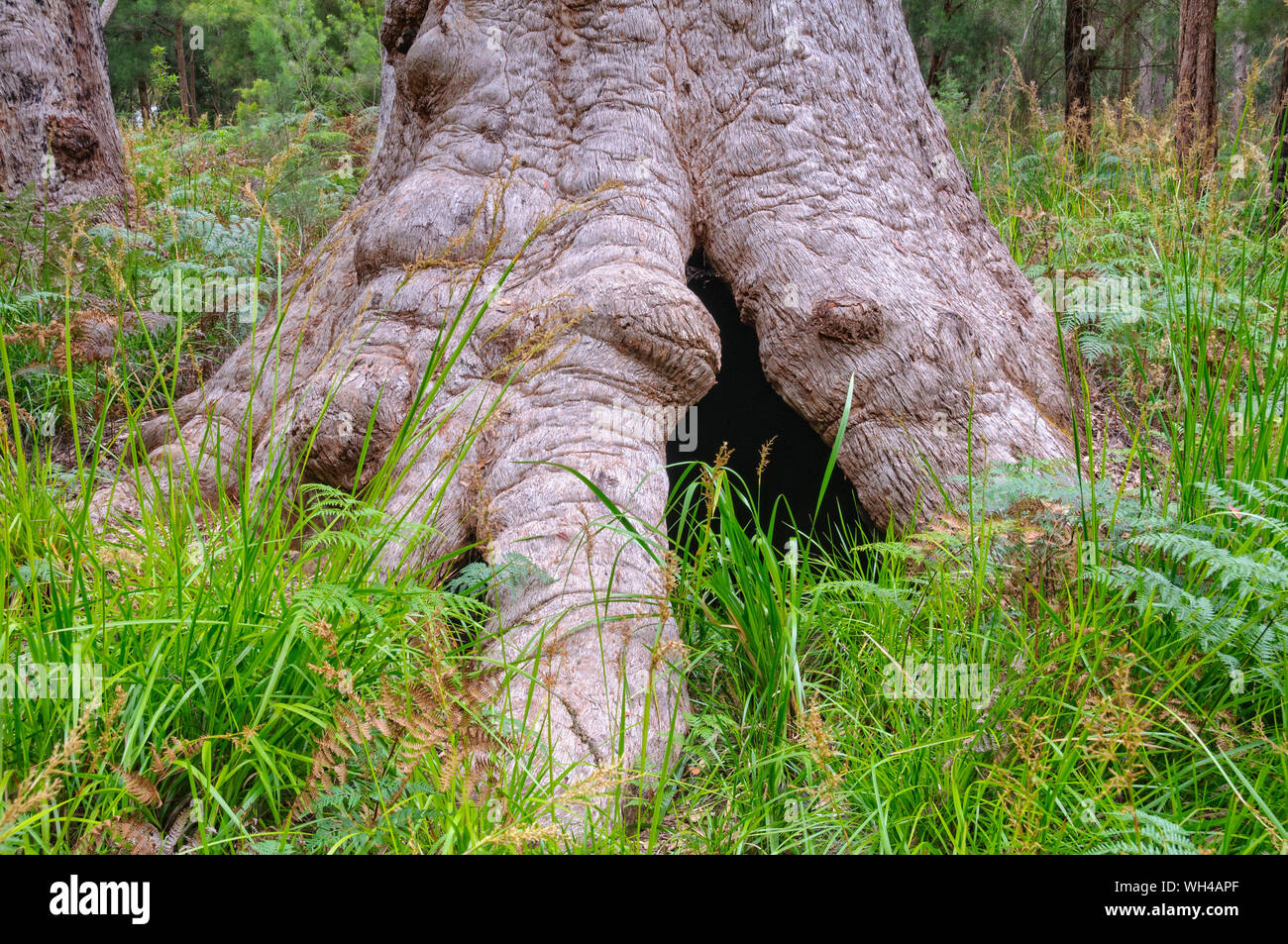 Hollowed trunk of a red tingle tree - Walpole, WA, Australia Stock Photo