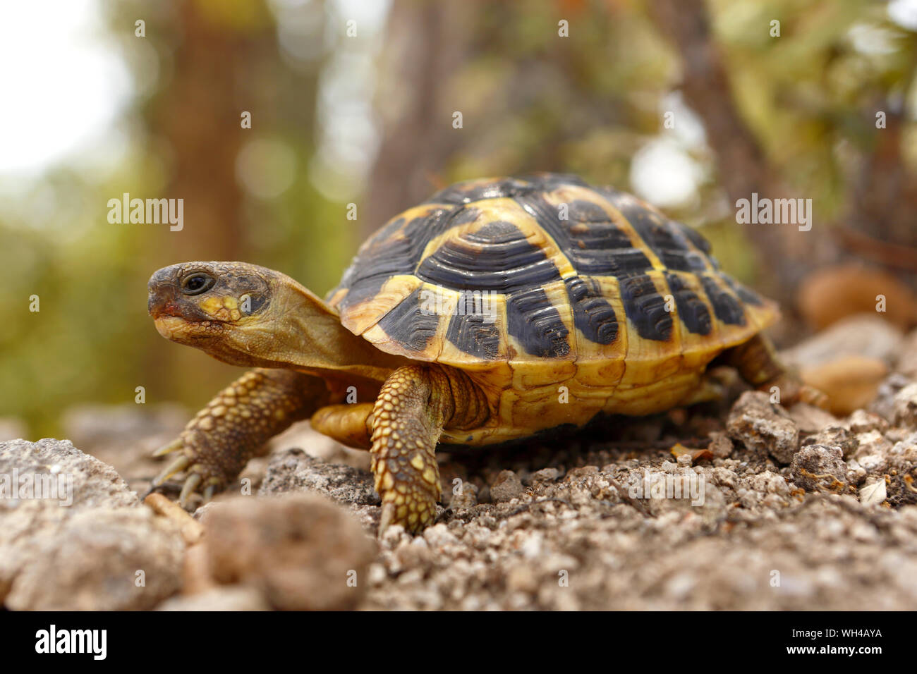 hermann tortoise lighting