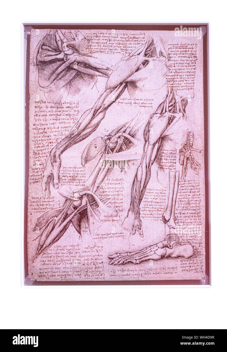 Exhibition of Leonardo Da Vinci's amazing drawings in London which