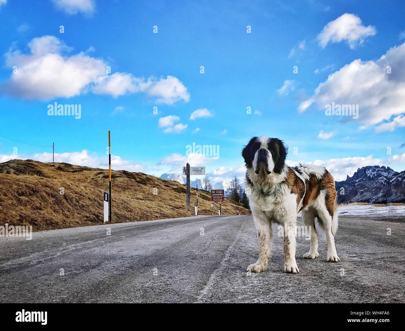 St Bernard Dog High Resolution Stock Photography and Images - Alamy