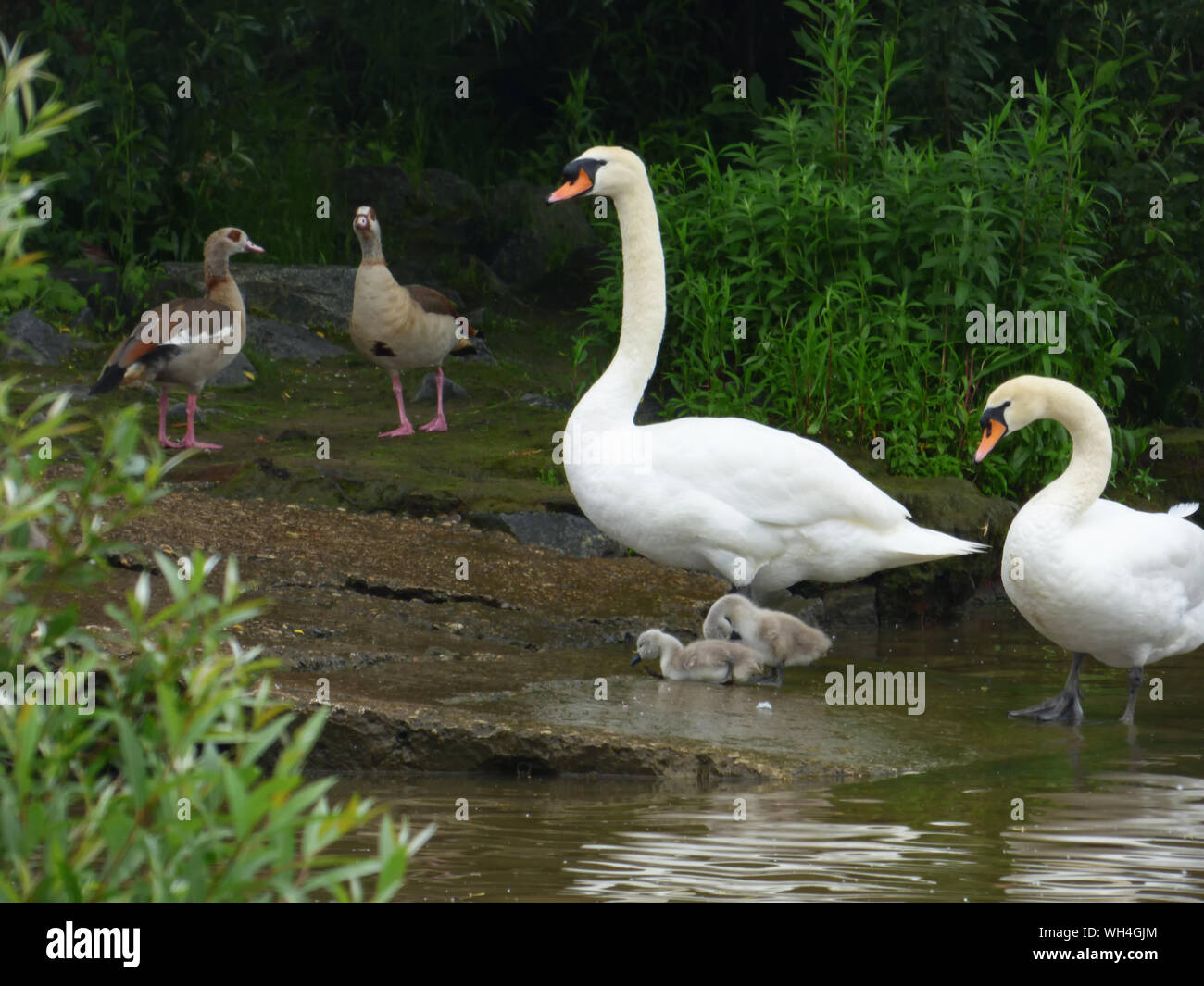 Medium Group Of Birds On Lakeshore Stock Photo