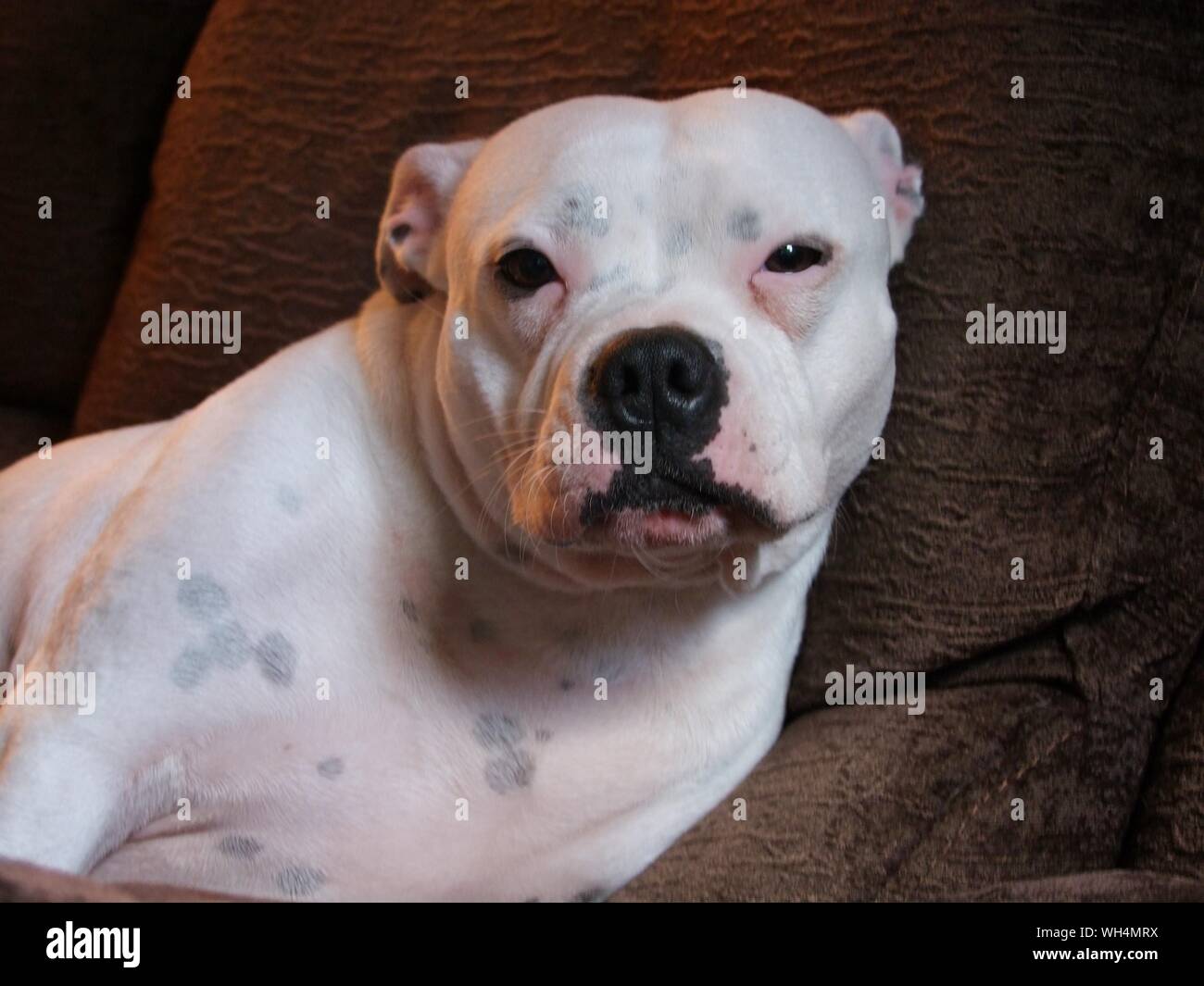 Boxer dog lying down on hires stock photography and images Alamy