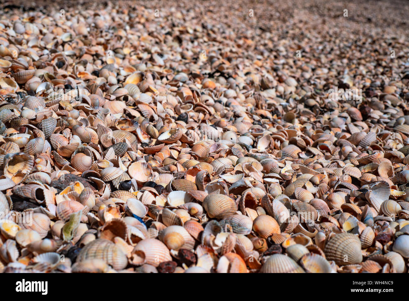 A Beach in Scotland Made Entirely from Shells Stock Photo Alamy