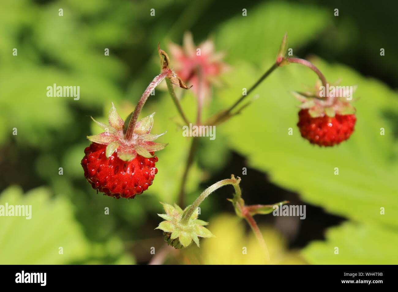 Strawberrys in the wild Stock Photo - Alamy