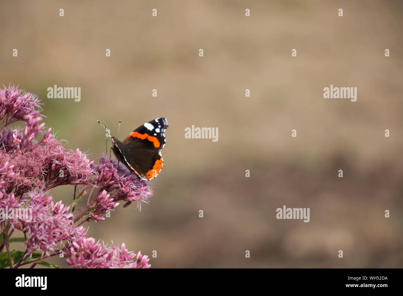 Fly resting on blooming hi-res stock photography and images - Alamy