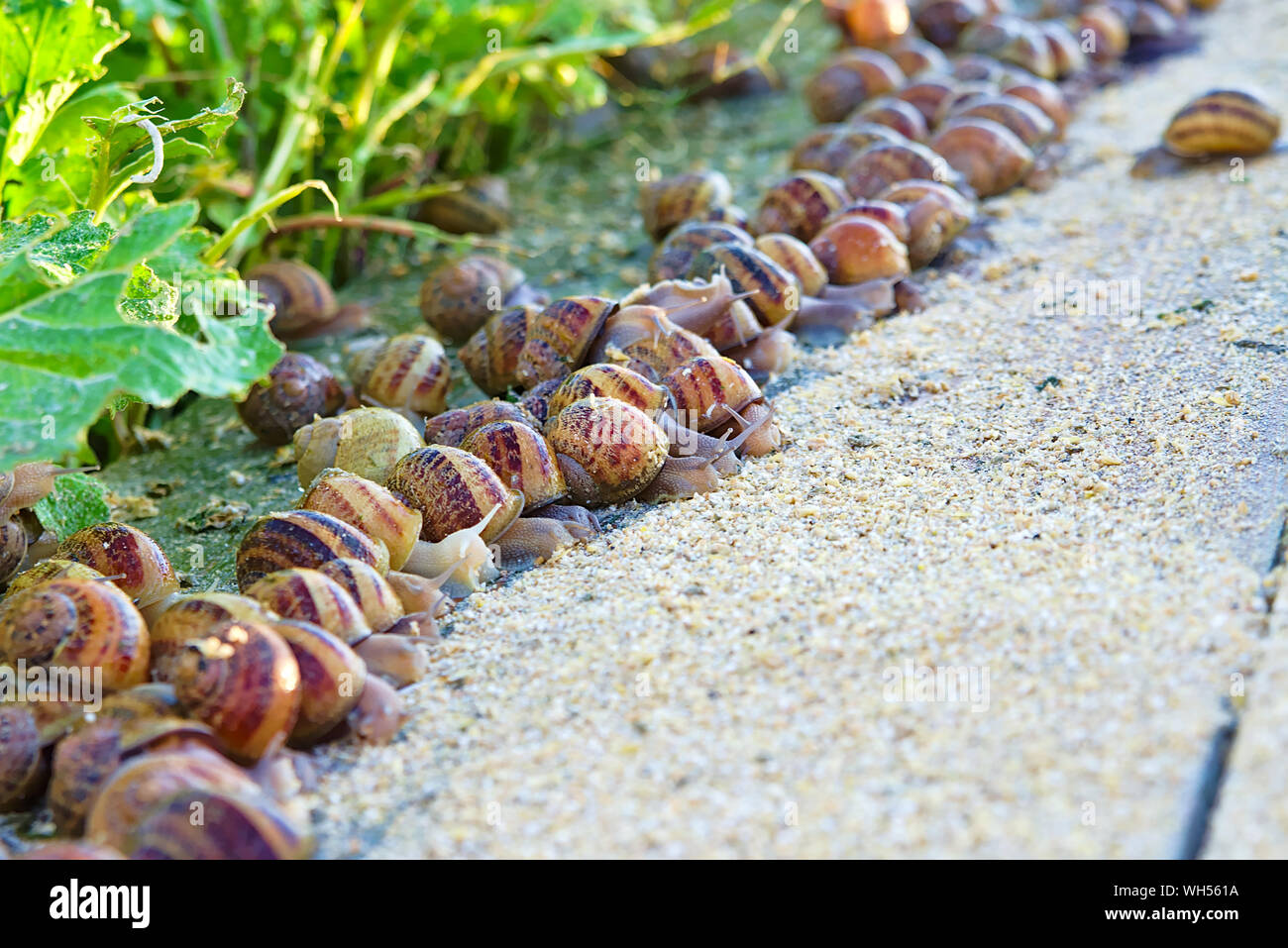 Snail farming business (heliculture) process of raising land snails