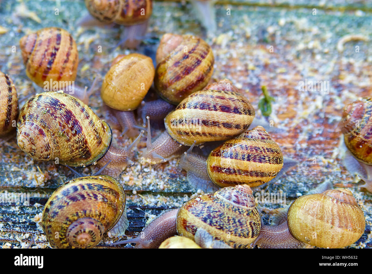 Feeding snails on farm Stock Photo Alamy