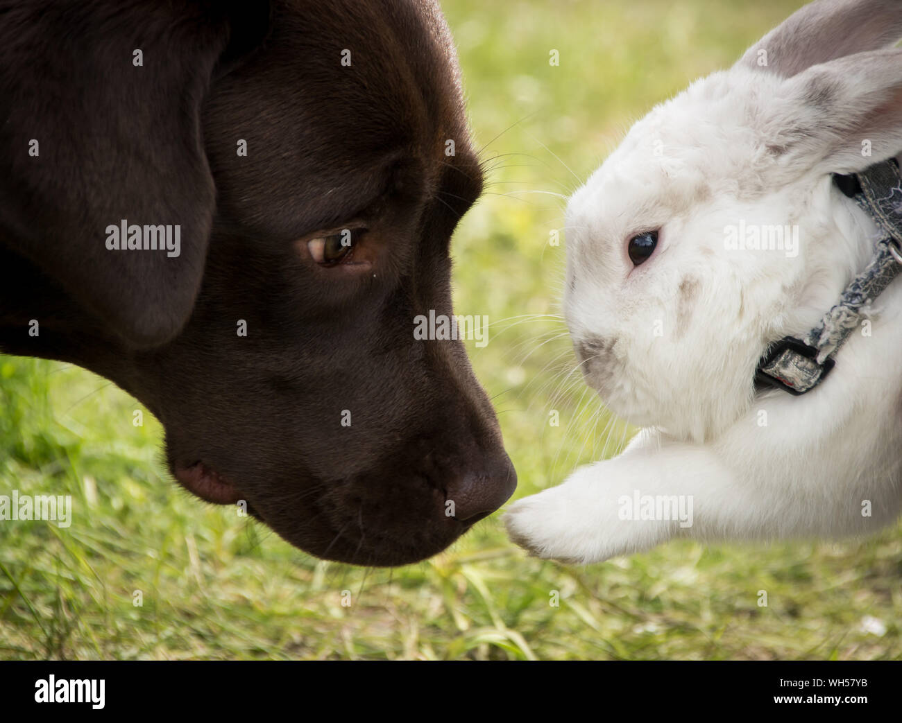 Labrador chocolate black white hi-res stock photography and images - Alamy