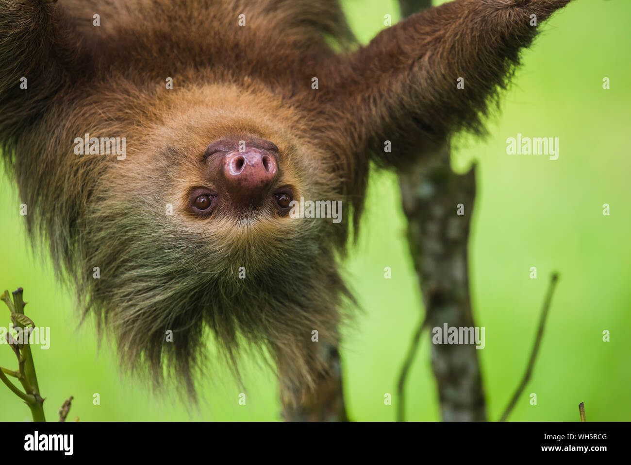 Hoffman two toed sloth hi-res stock photography and images - Alamy