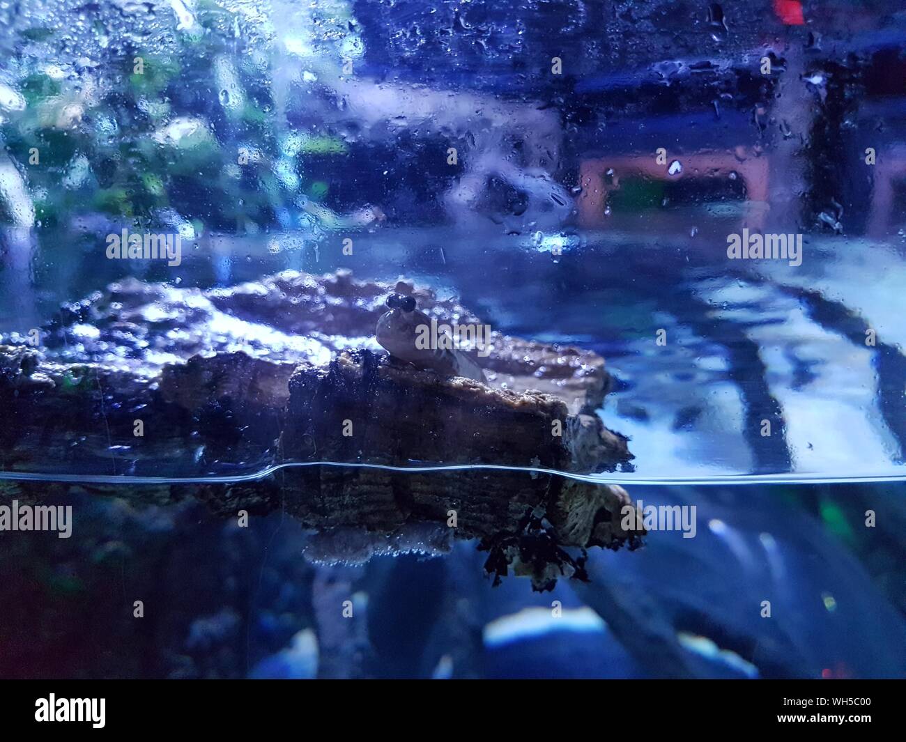 Log Floating In Water High Resolution Stock Photography and Images - Alamy