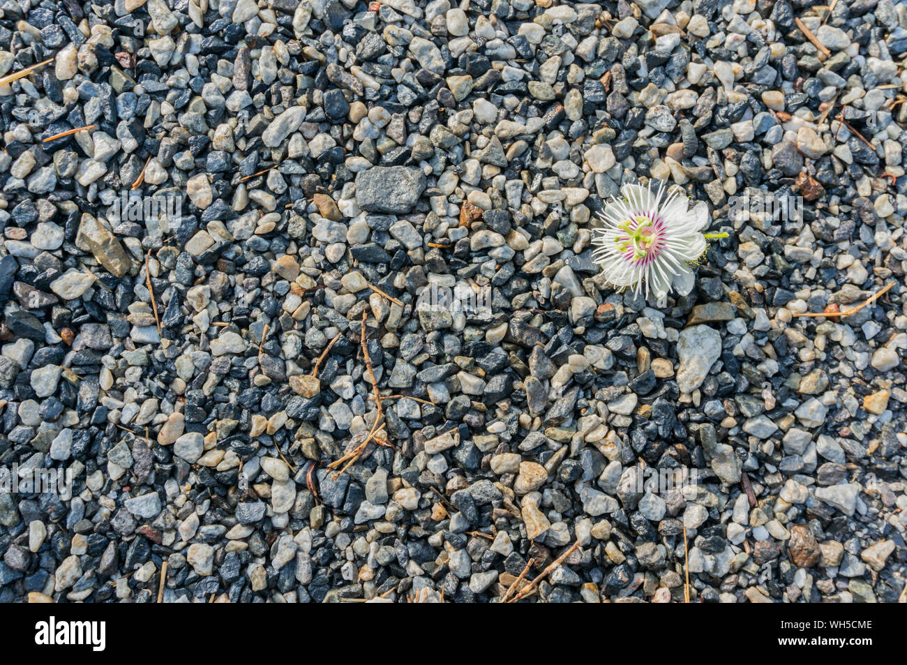Growing in pebbles hires stock photography and images Alamy