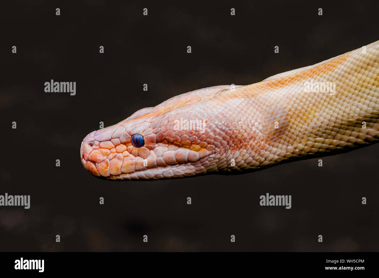 Python Image High Resolution Stock Photography and Images - Alamy