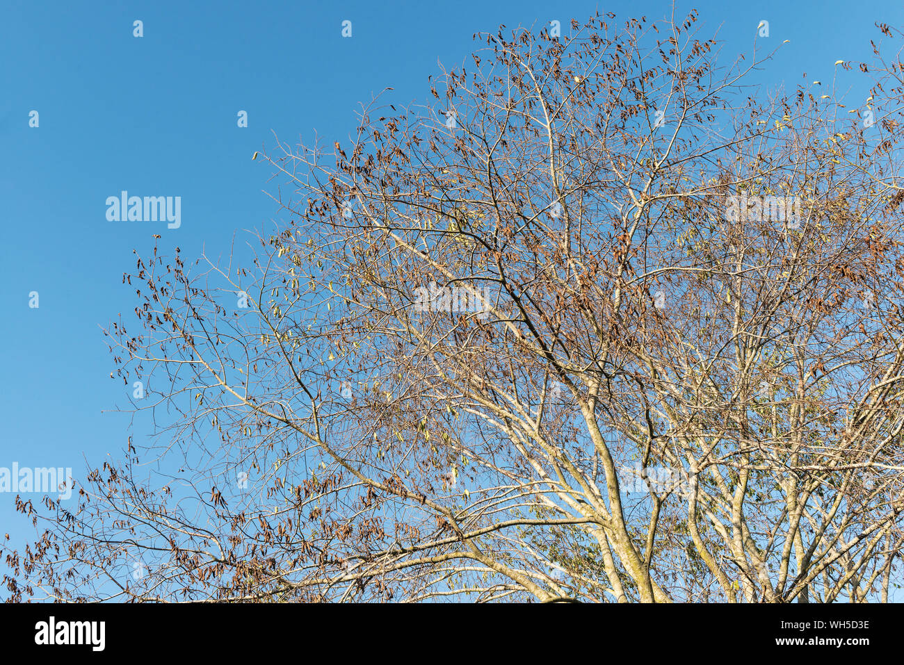 Ash tree (Fraxinus excelsior) severely affected by ash dieback disease (Hymenoscyphus fraxineus) on the border between Herefordshire and Powys, UK Stock Photo