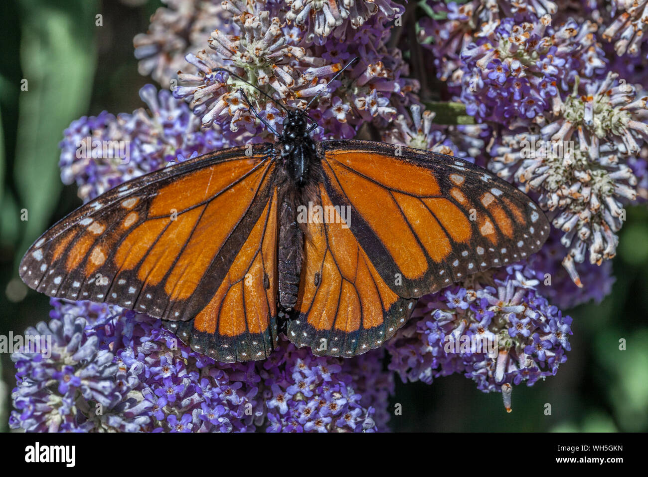 Monarch Butterfly (Danaus plexippus) Stock Photo