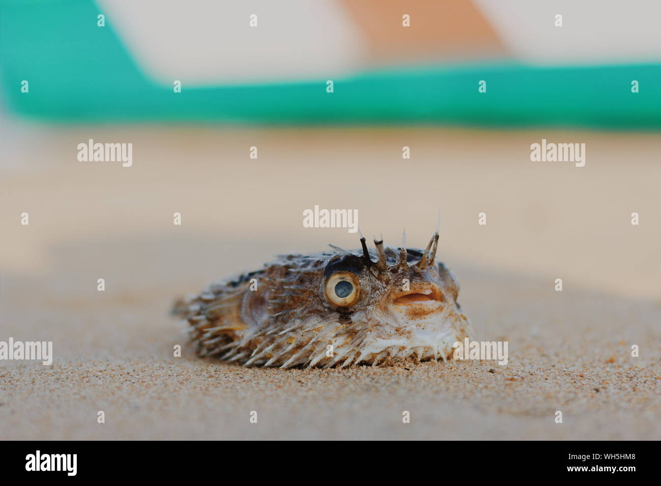 Puffer fish dead fish hires stock photography and images Alamy