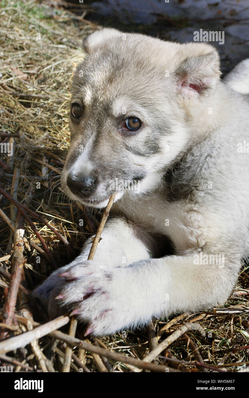 Funny little puppy of Central Asian shepherd dog gnawing a stick lying on the ground Stock Photo