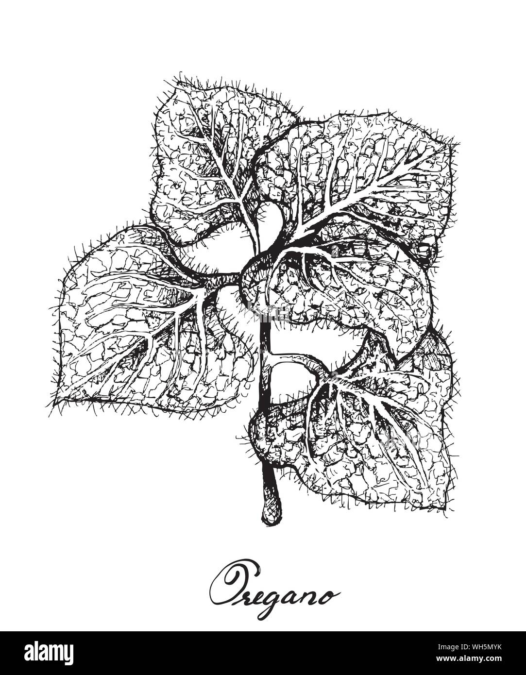 Herbal Plants, Hand Drawn Illustration of Oregano, Sweet Marjoram or Origanum Vulgare Plant Used for Seasoning in Cooking. Stock Vector