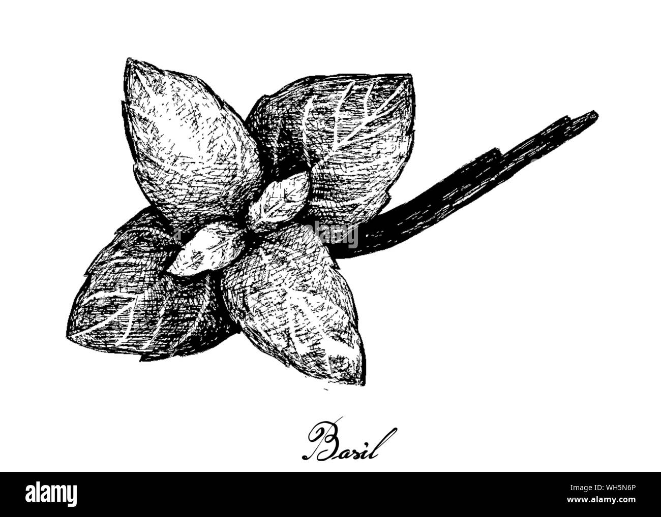 Herbal Plants, Hand Drawn Illustration of Fresh Basil Plant Isolated on A White Background Used for Seasoning in Cooking. Stock Vector