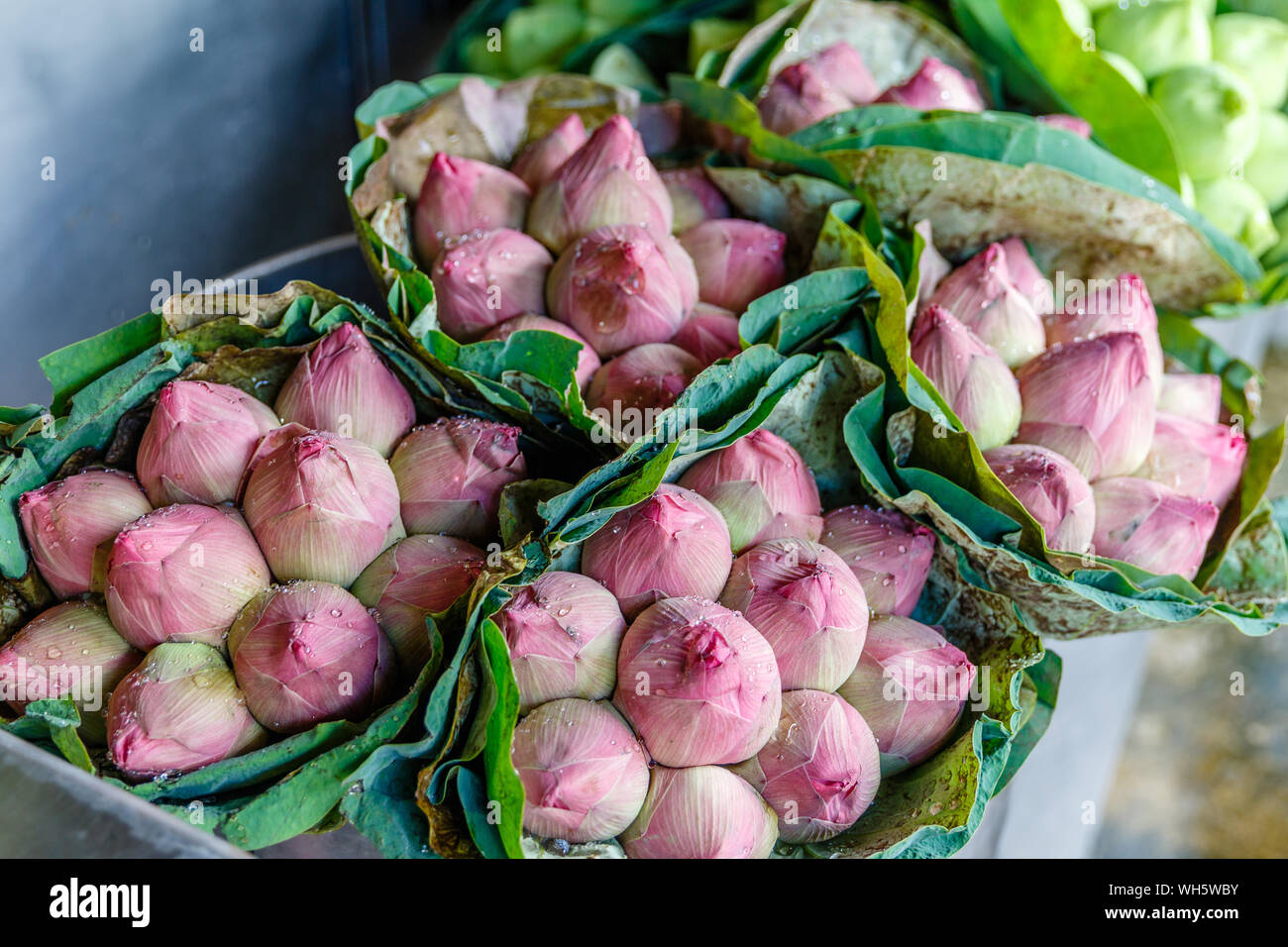 Thailand national flower thai hi-res stock photography and images - Alamy