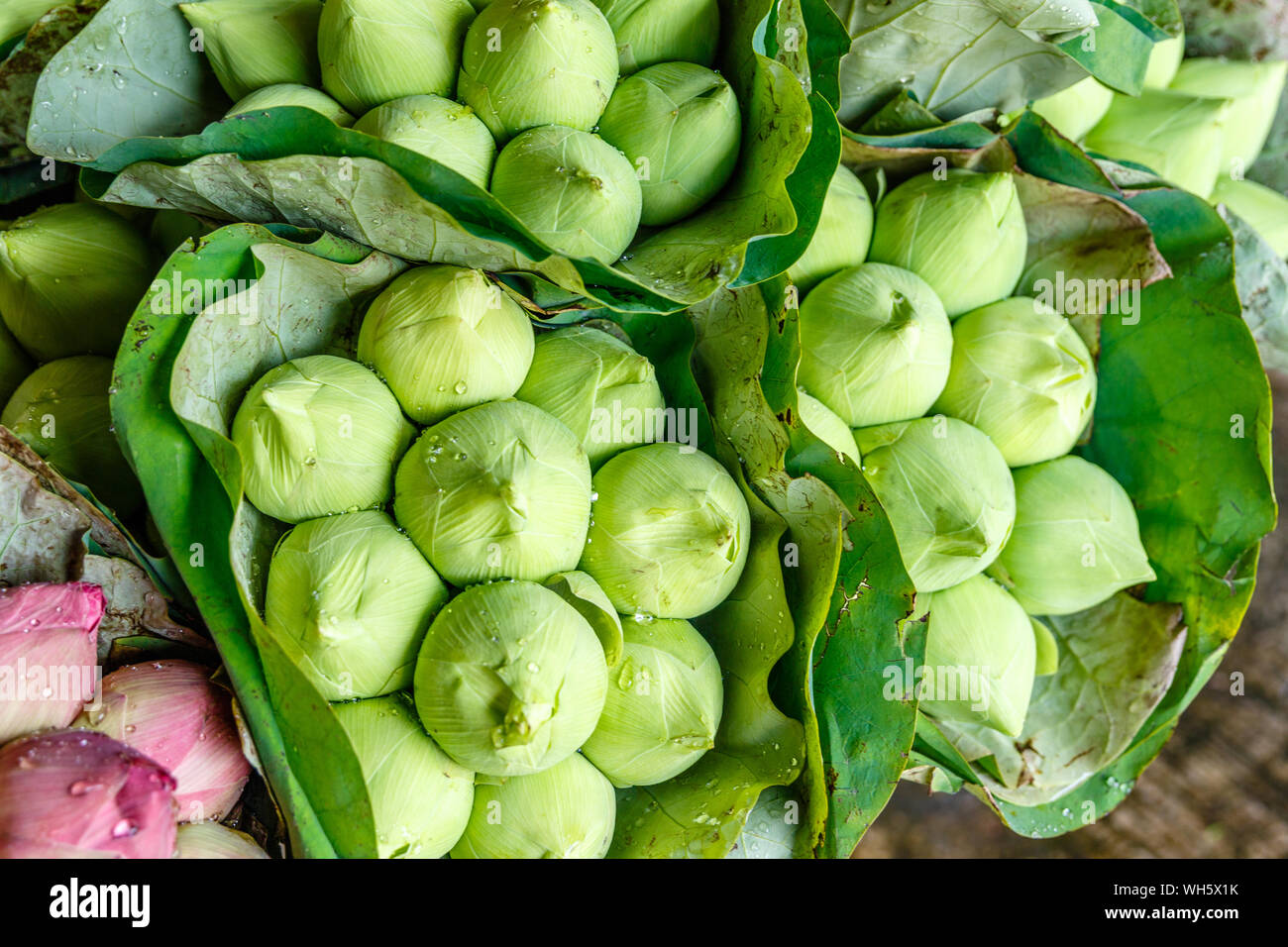 Thailand national flower thai hi-res stock photography and images - Alamy