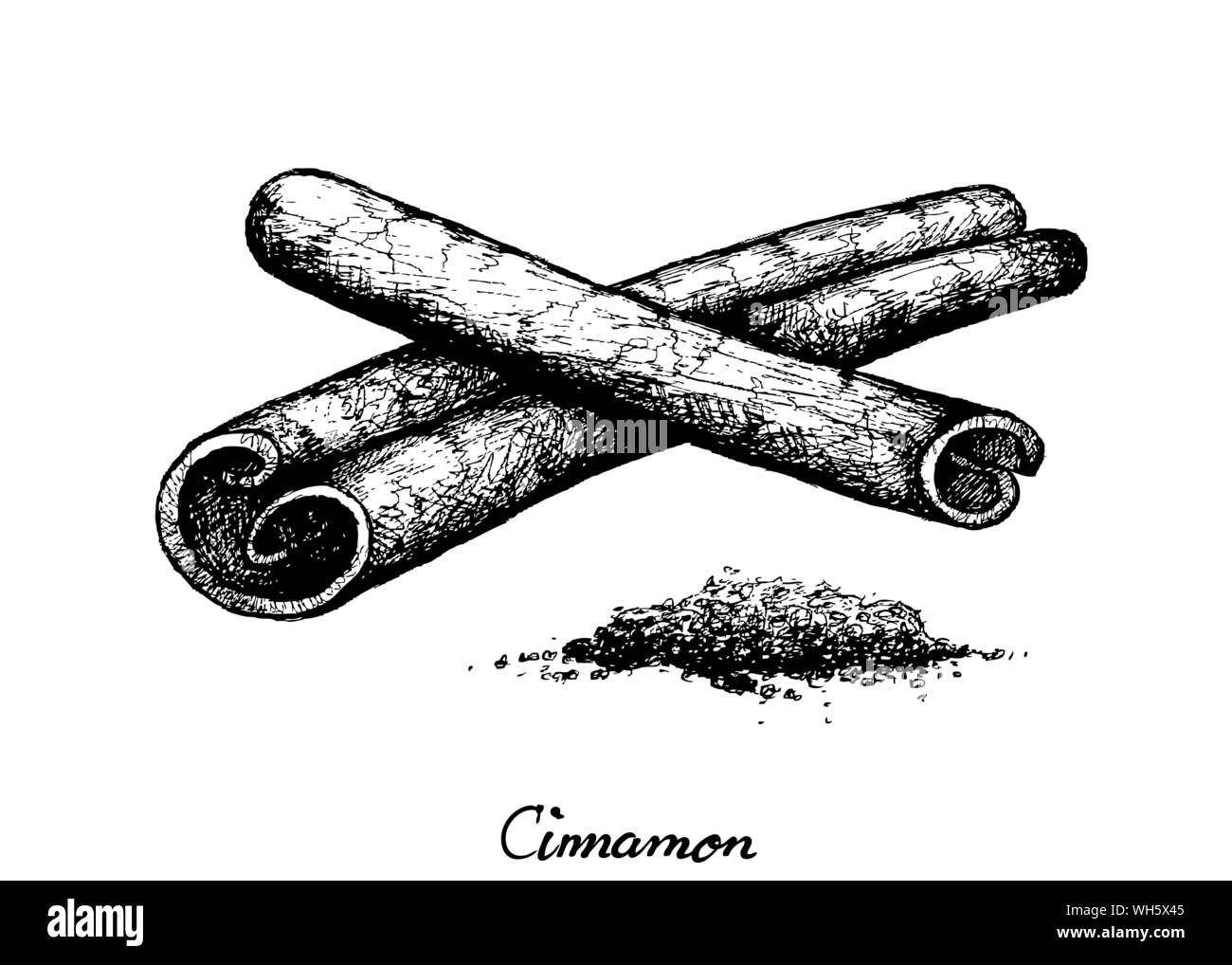 Herbal Plants, Hand Drawn Illustration of Dried Cinnamon Sticks Used for Seasoning in Cooking. Stock Vector