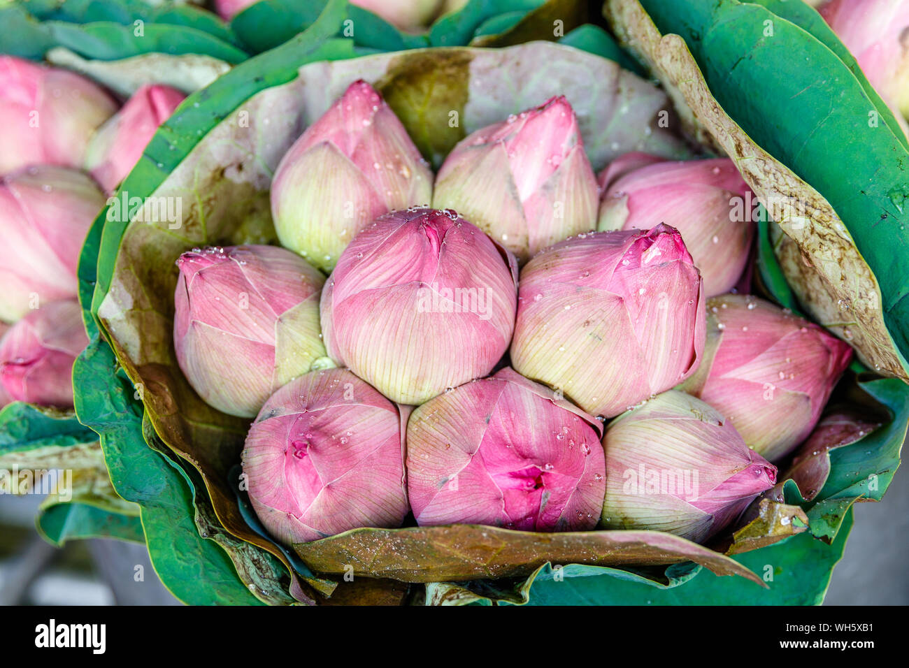 Thailand national flower thai hi-res stock photography and images - Alamy