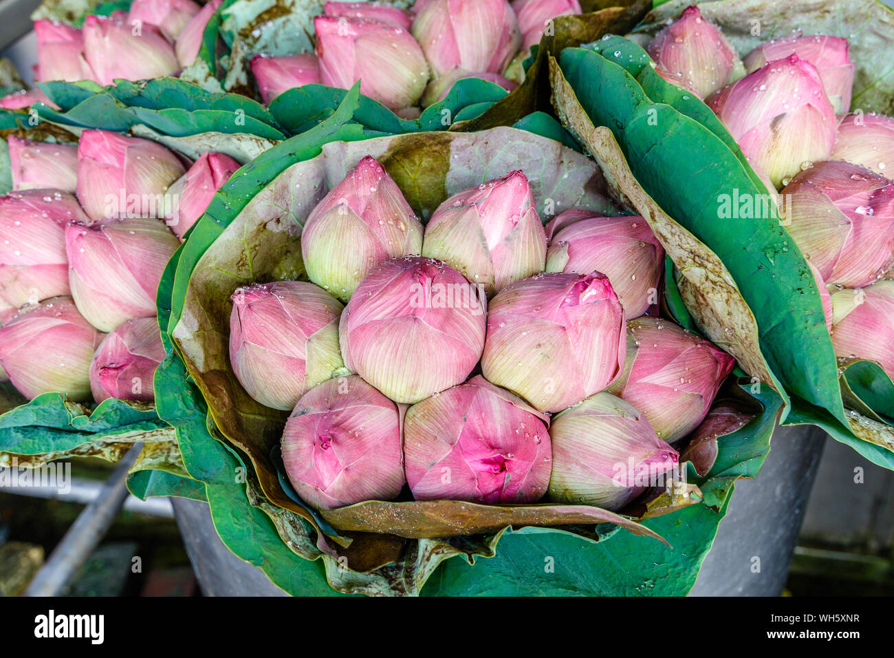 Thailand national flower thai hi-res stock photography and images - Alamy