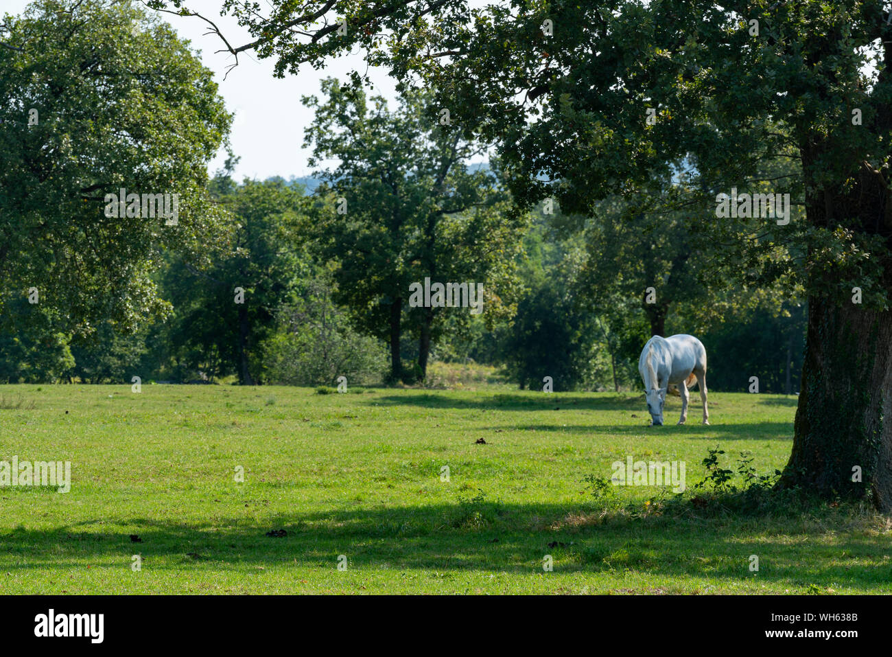 Lipizzaner horses grazing on a meadow Stock Photo