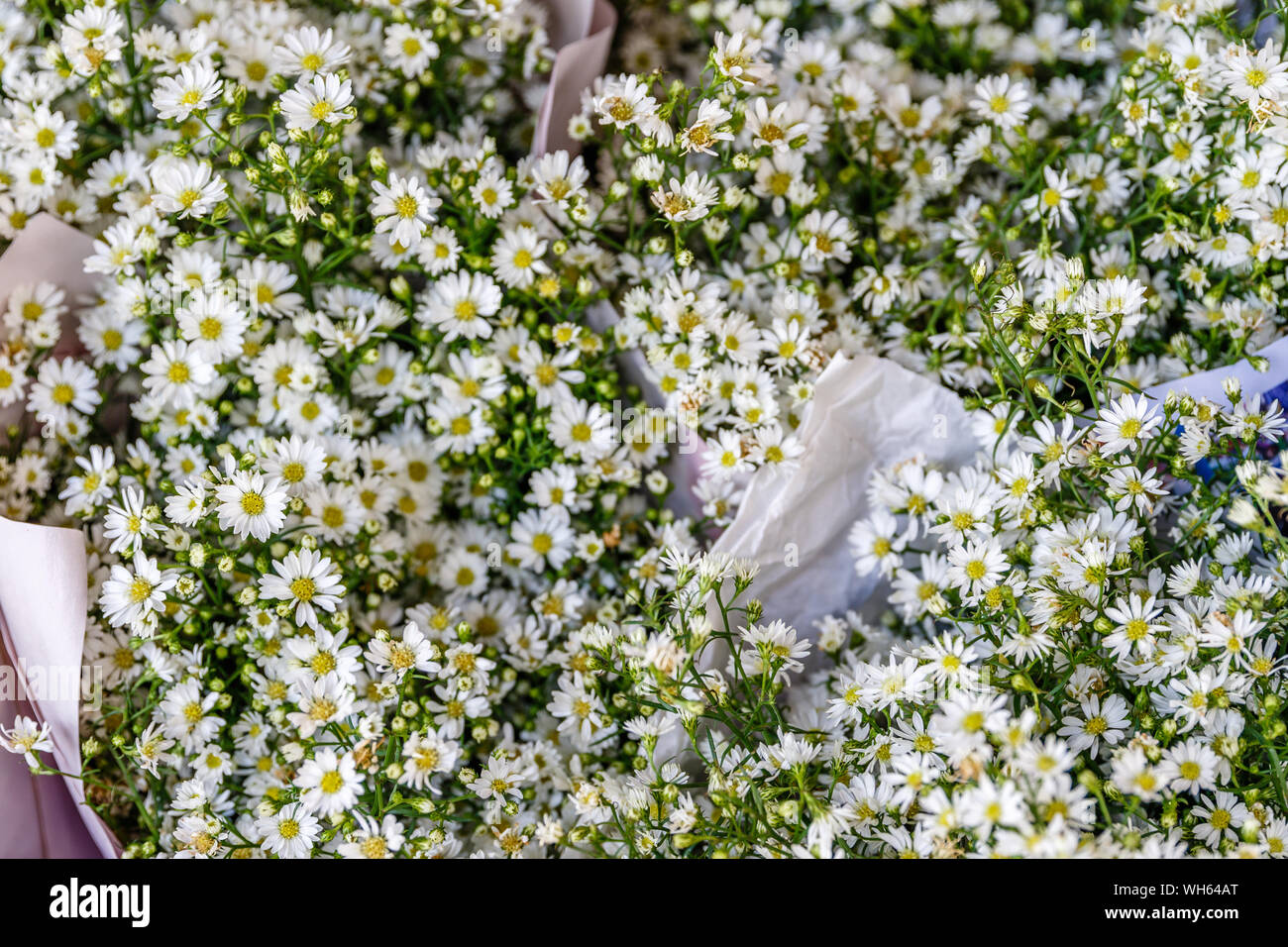 Bouquets of white aster flowers at Pak Khlong Talat, famous flower market in Bangkok, Thailand. Stock Photo